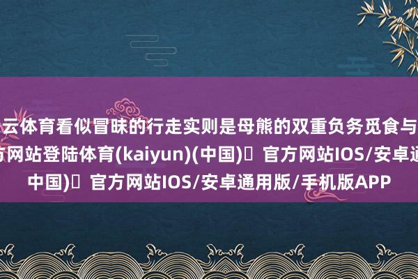 开云体育看似冒昧的行走实则是母熊的双重负务觅食与巡视-开yun体育官方网站登陆体育(kaiyun)(中国)❥官方网站IOS/安卓通用版/手机版APP